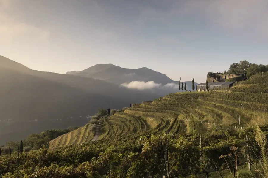 1770825171531switserland tourismst3x2gaby gianini grape harvest morcote71640