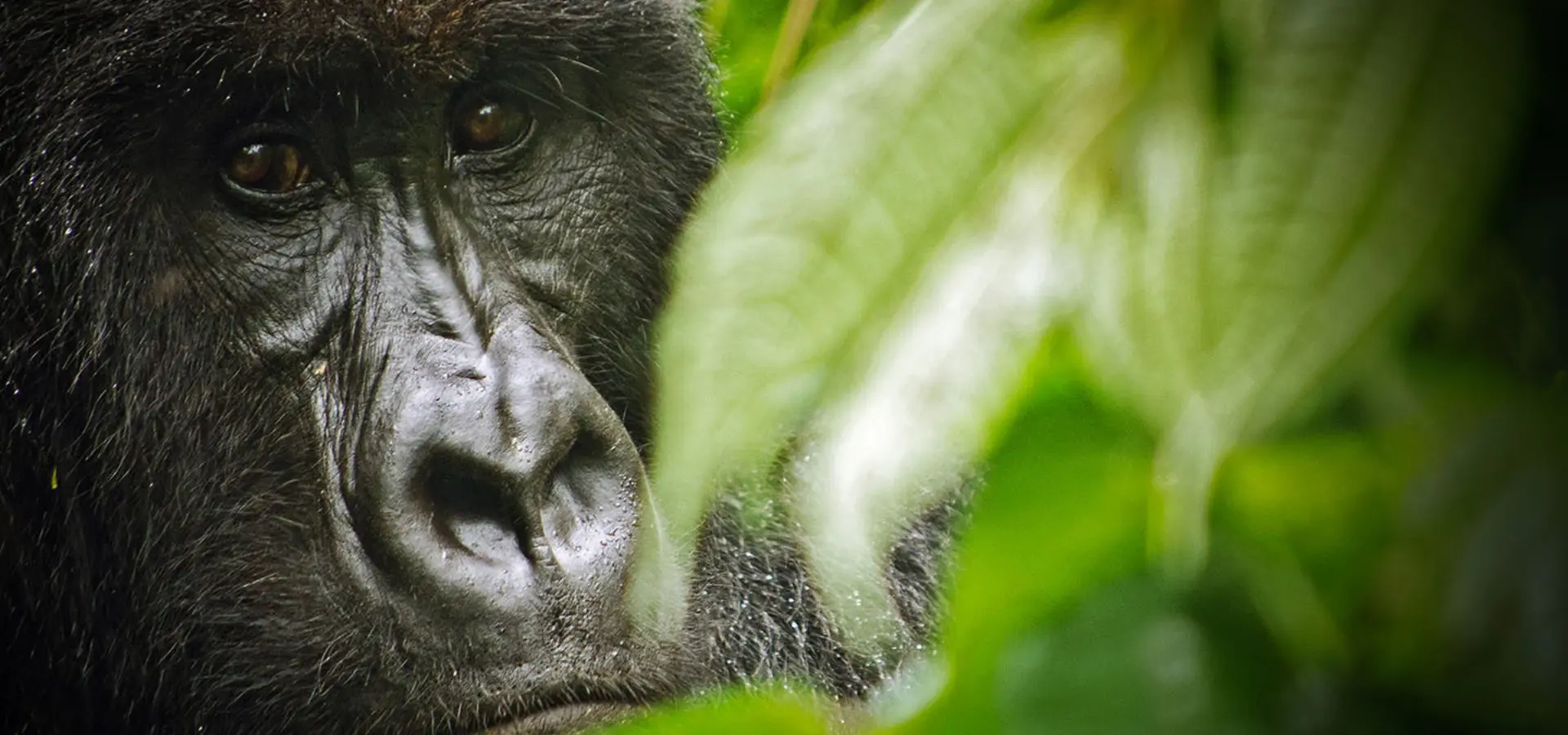 Bougainvilliers8 copy