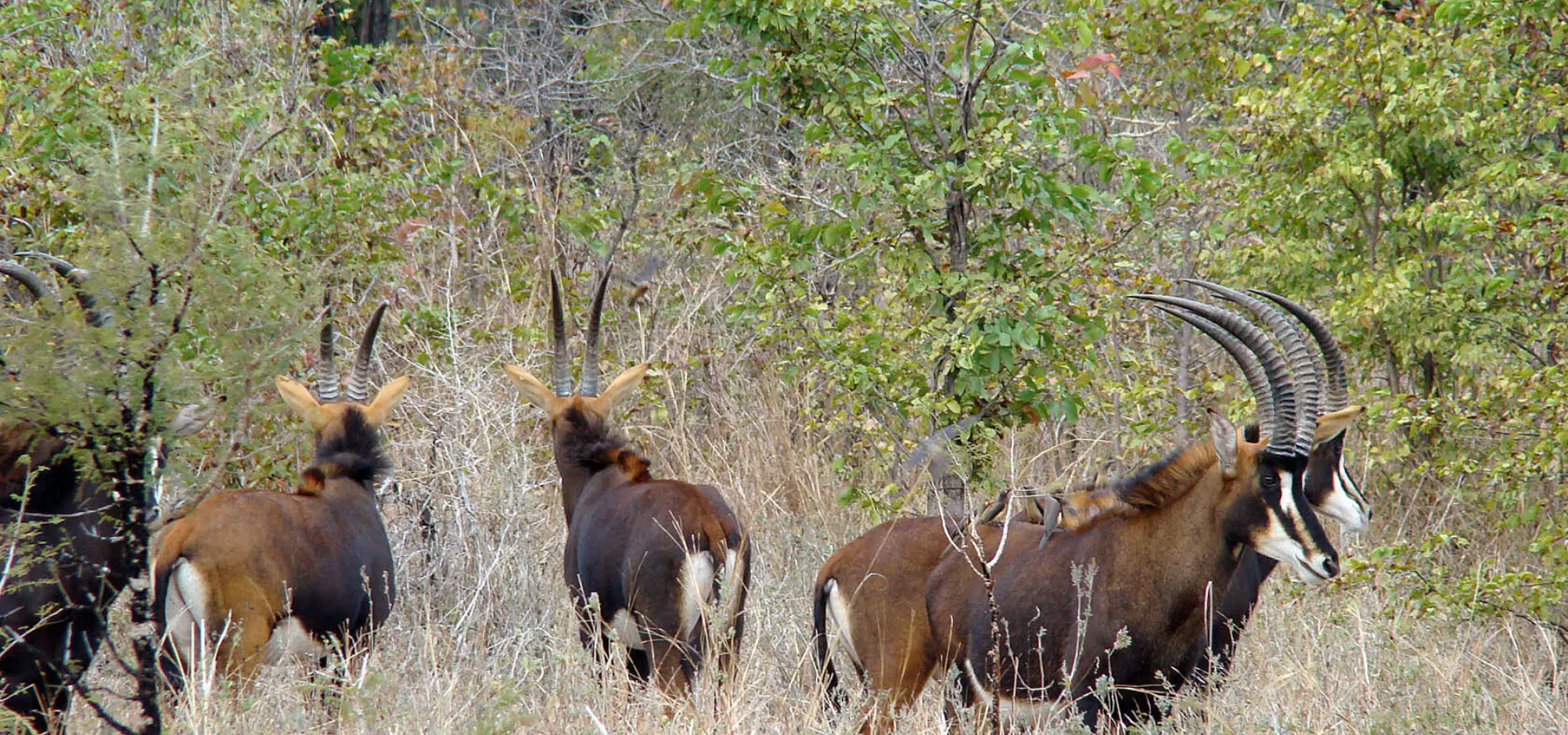 Mvuu Lodge Wilderness Safaris16