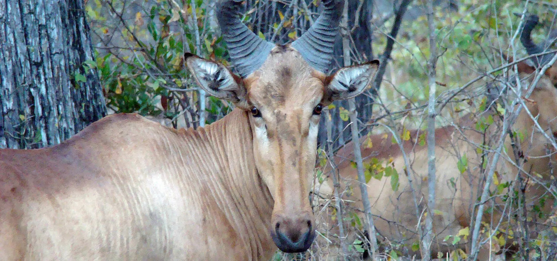 Mvuu Lodge Wilderness Safaris17