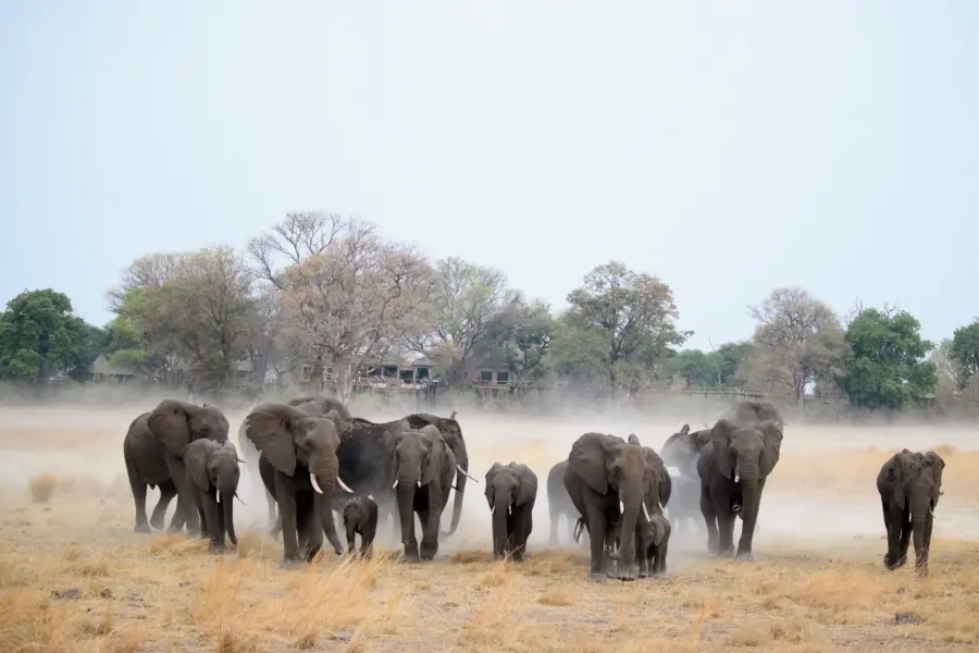Nambwa with elephants after their visit