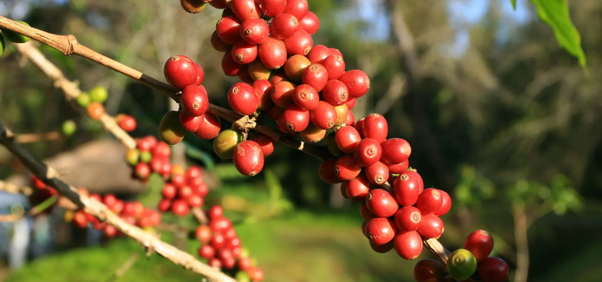 1758546535206koffiebonen