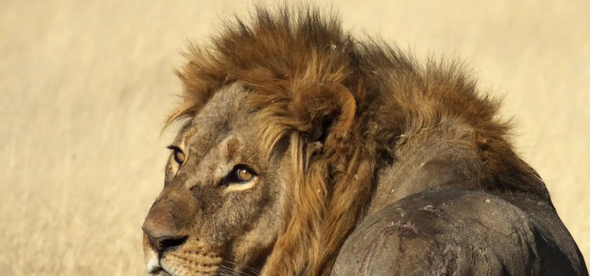 North island okavango male lion