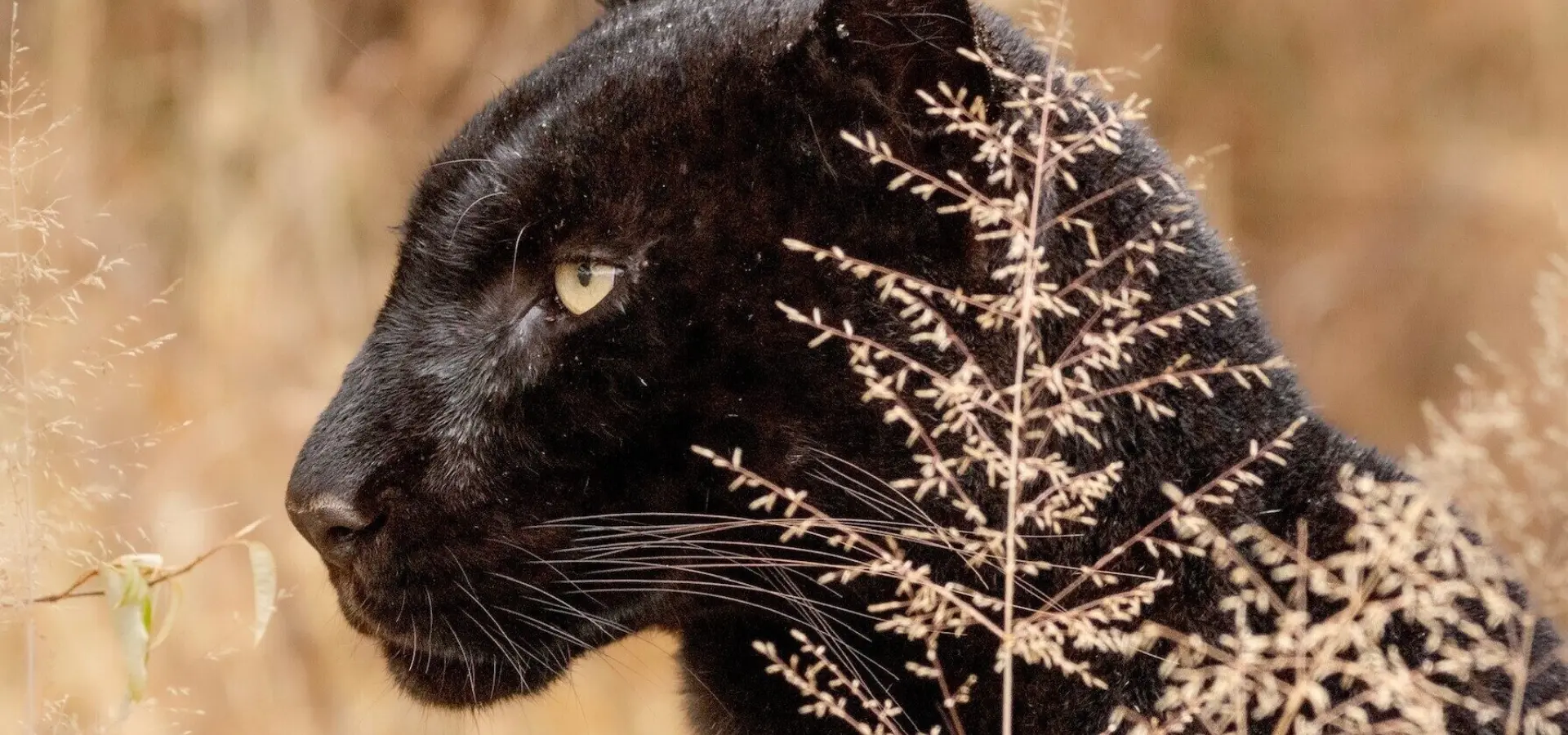 1782288869719 ol gaboli black leopard