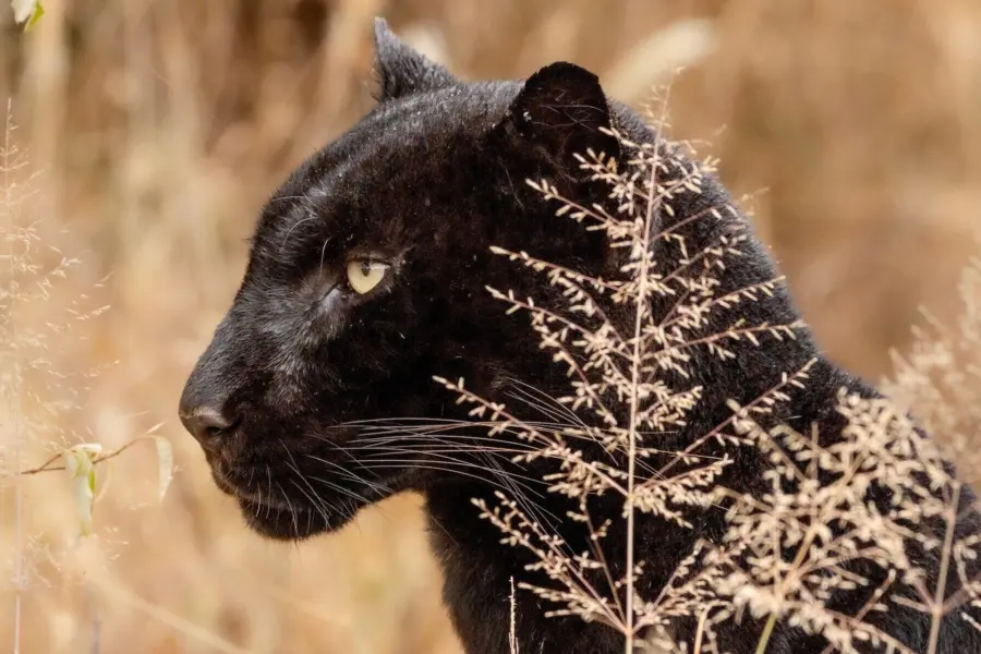 1782288869719 ol gaboli black leopard