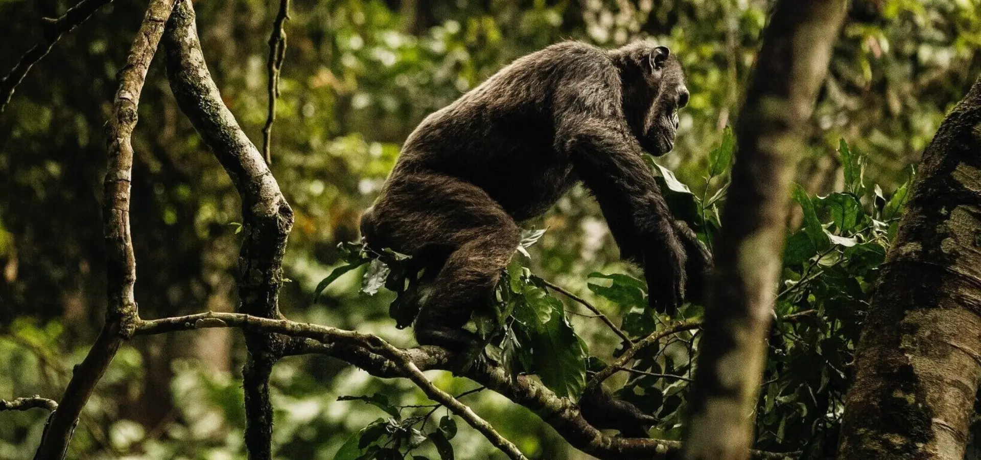 Oonh activities chimpanzee white border 1