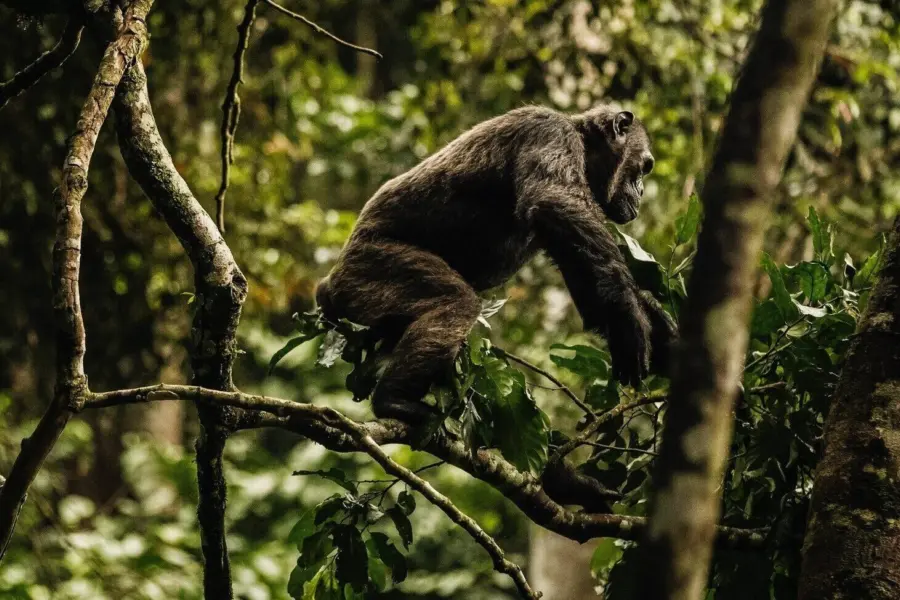 Oonh activities chimpanzee white border 1