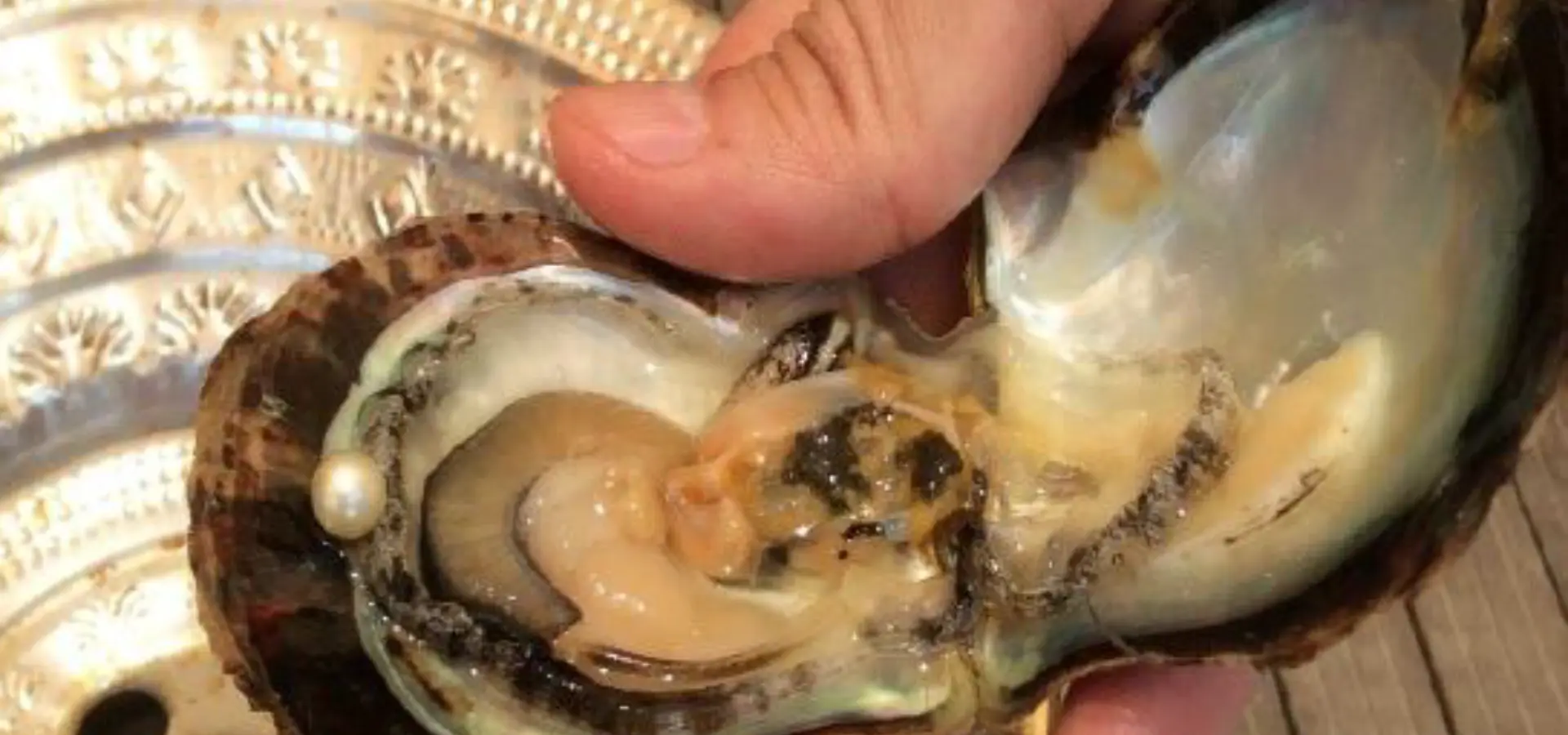 Pearl farm visit ras al khaimah