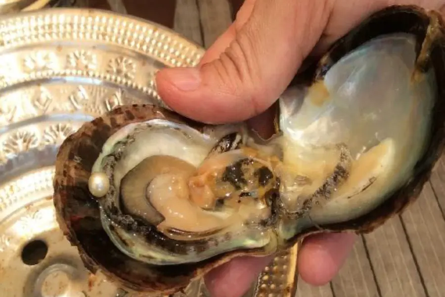 Pearl farm visit ras al khaimah