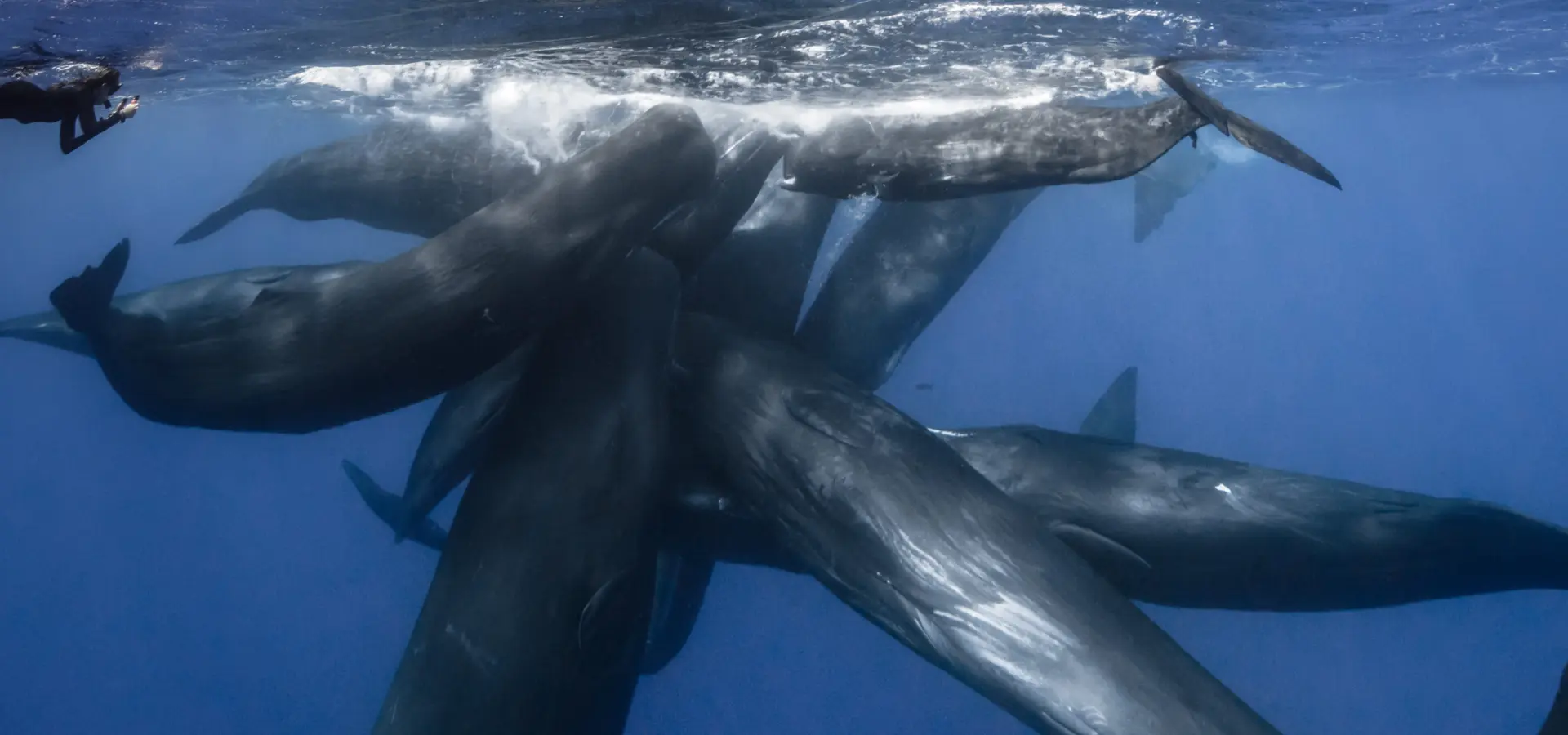 1757422567128dsc1495