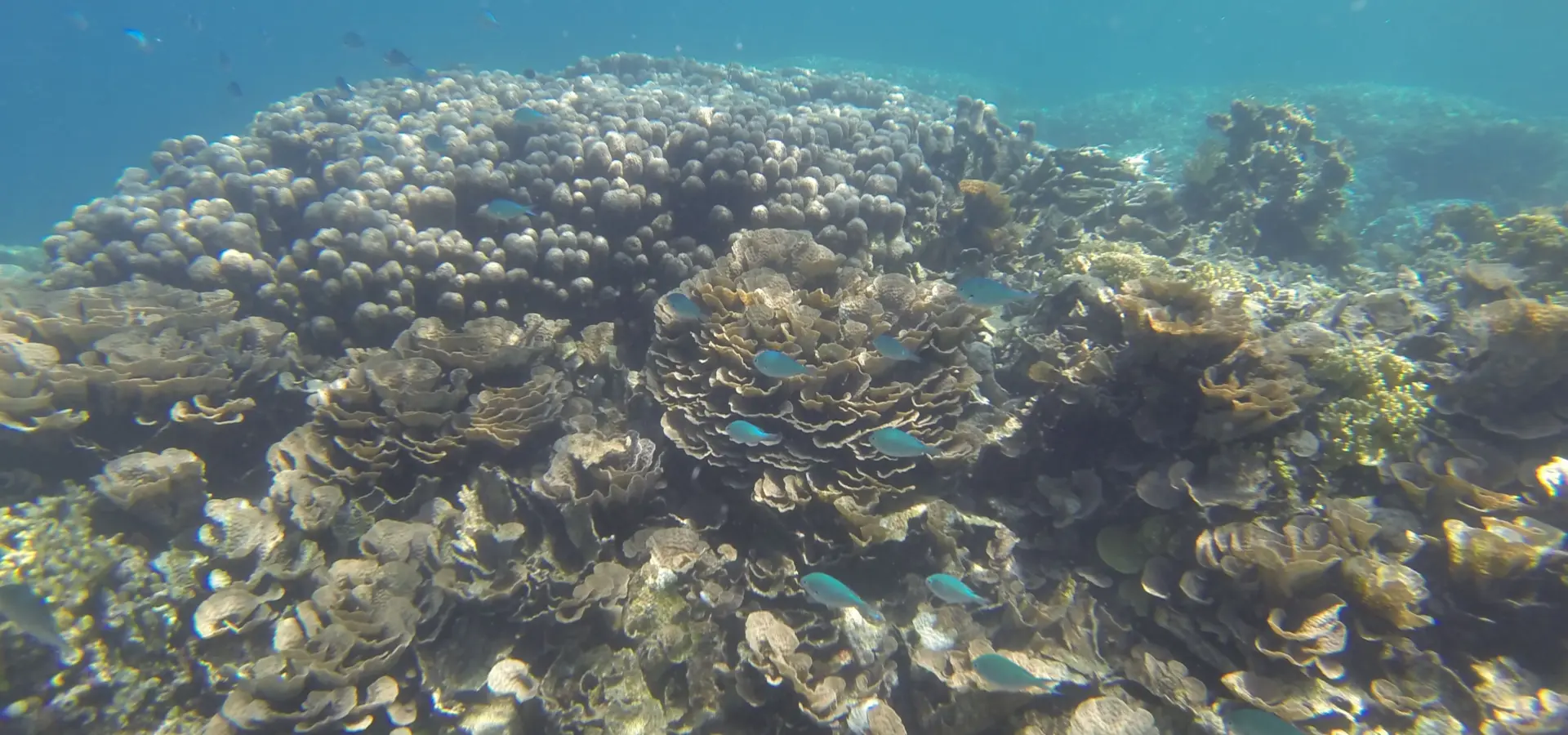 Snorkeling bawe