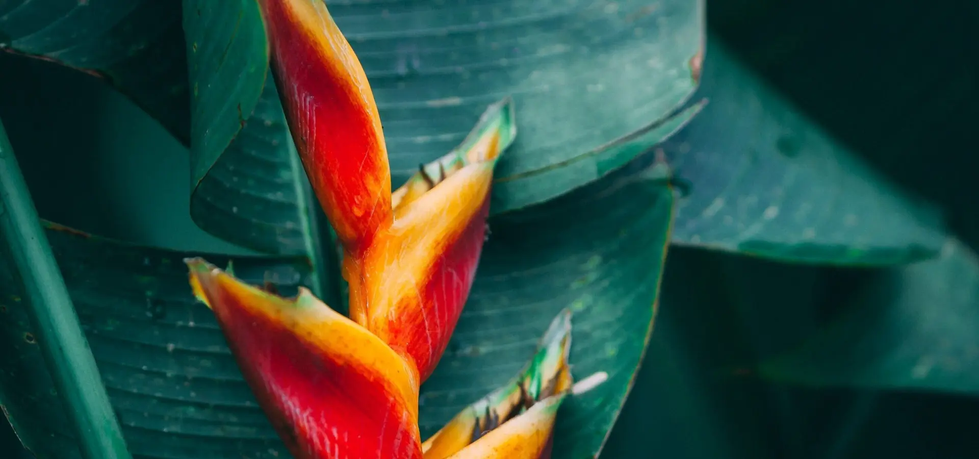 Exotische plant blue mountains