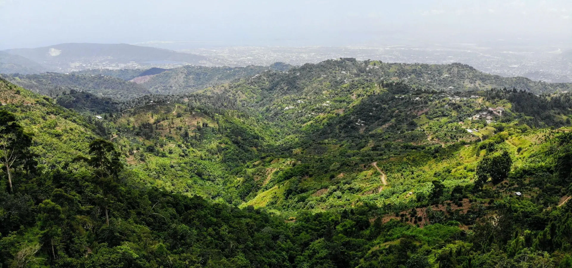 Blue mountain jamaica