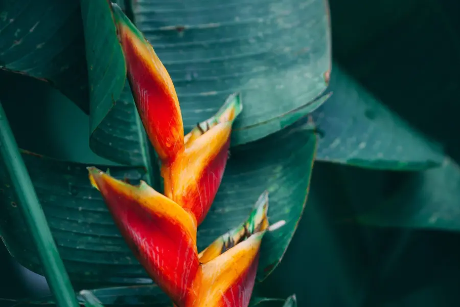 Exotische plant blue mountains