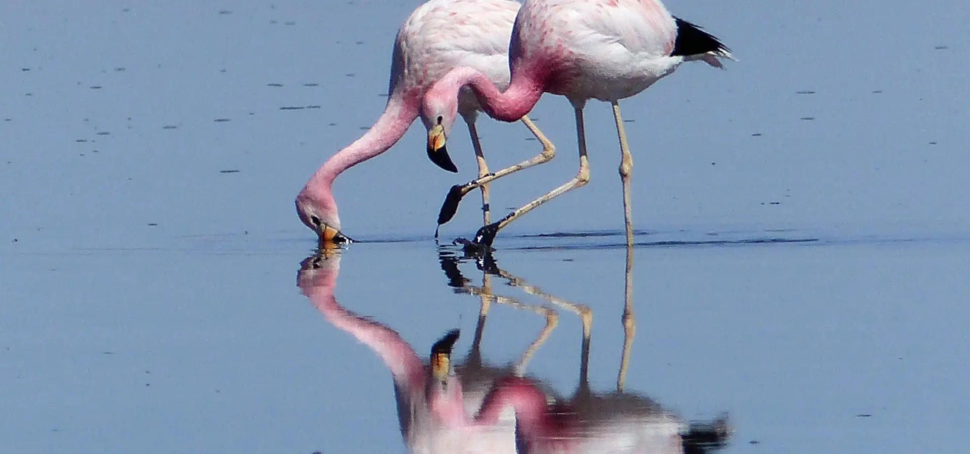 De roo chili salar de atacama andesflamingo