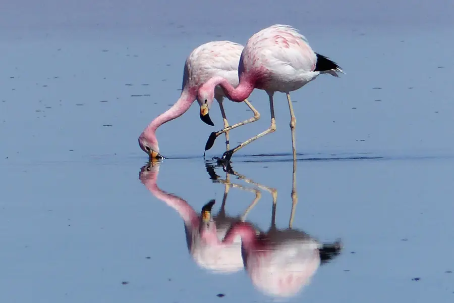 De roo chili salar de atacama andesflamingo