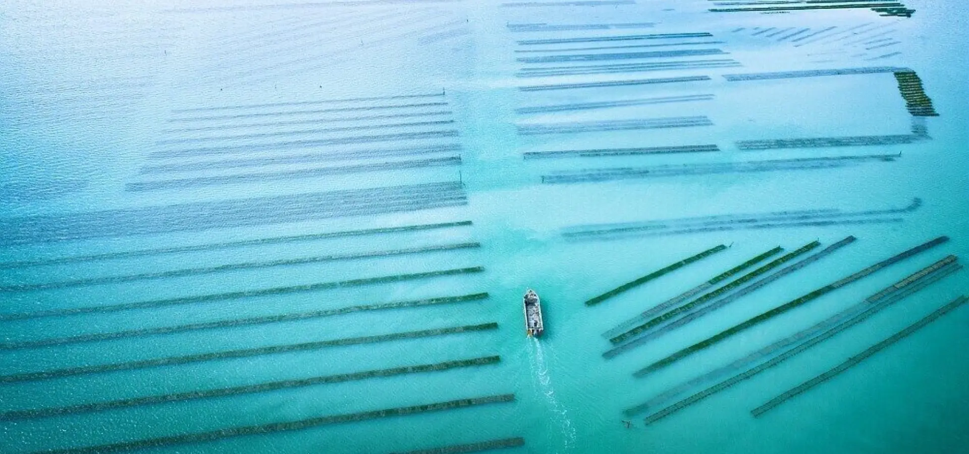 Cancale oyster fields sevrette jerome