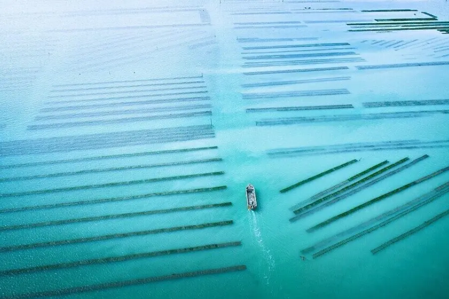 Cancale oyster fields sevrette jerome