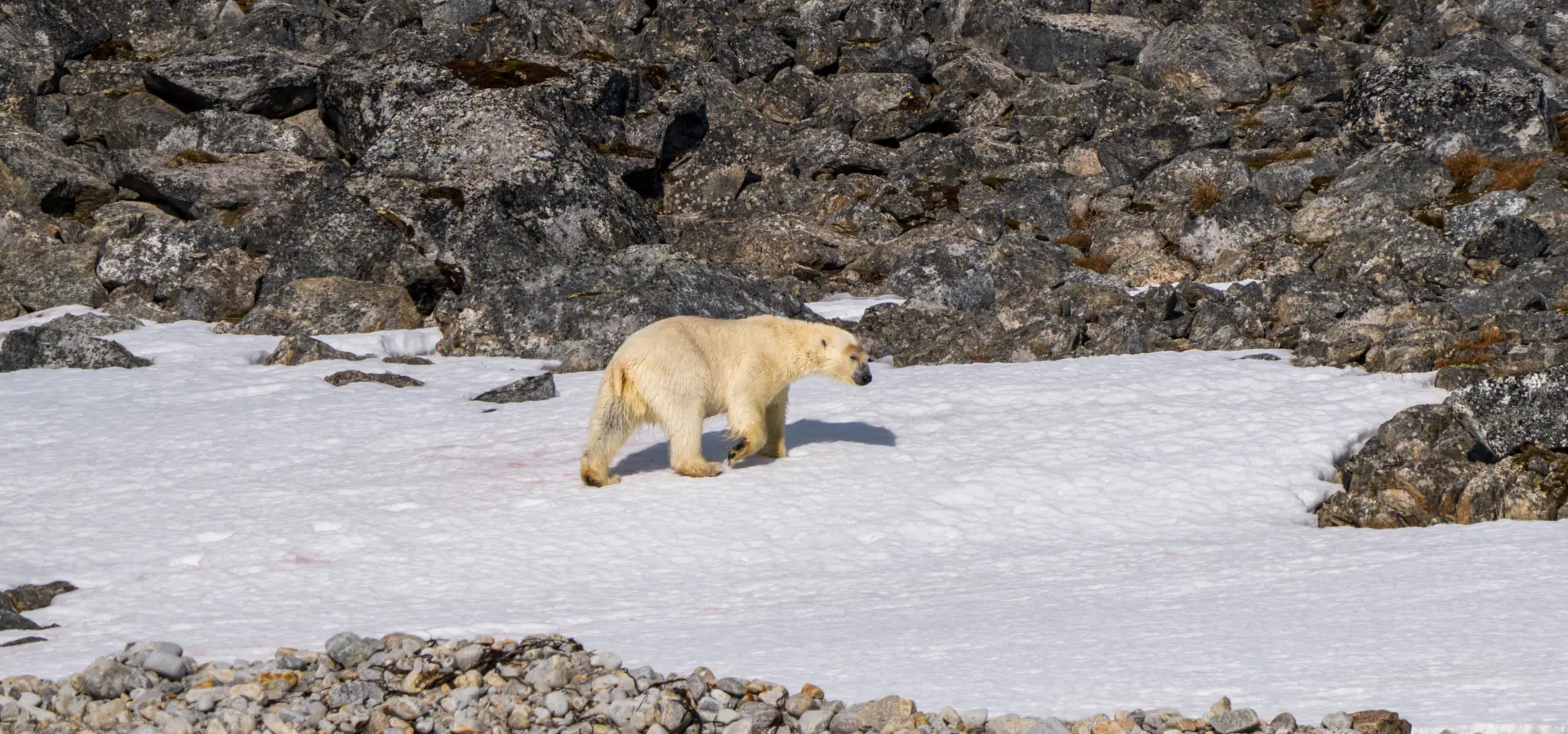 1765376080315no 2136ly280625hamiltonbuktanarreneset studioponantyanislasbats