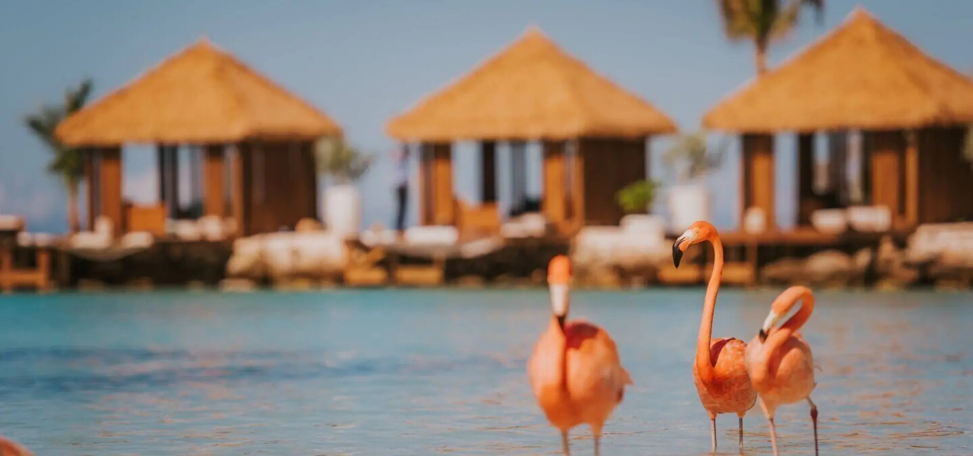 Auabr flamingo family 4743 hor clsc
