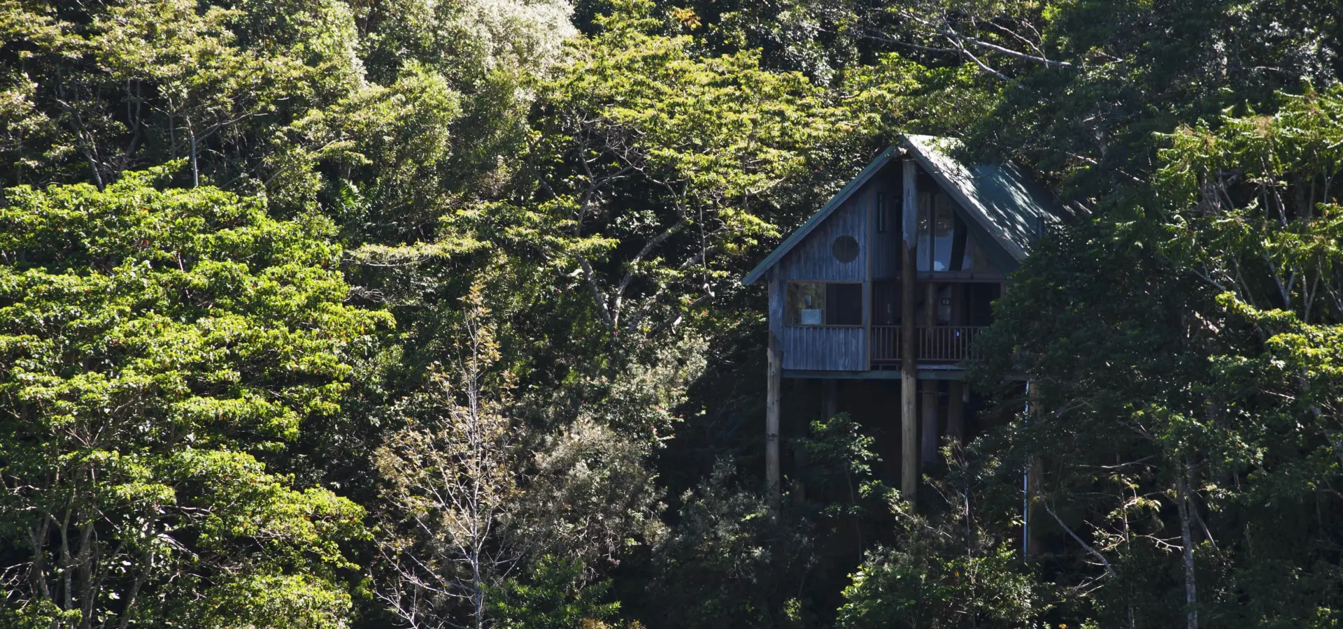 Rose gums wilderness retreat tree house nestled in rainforest