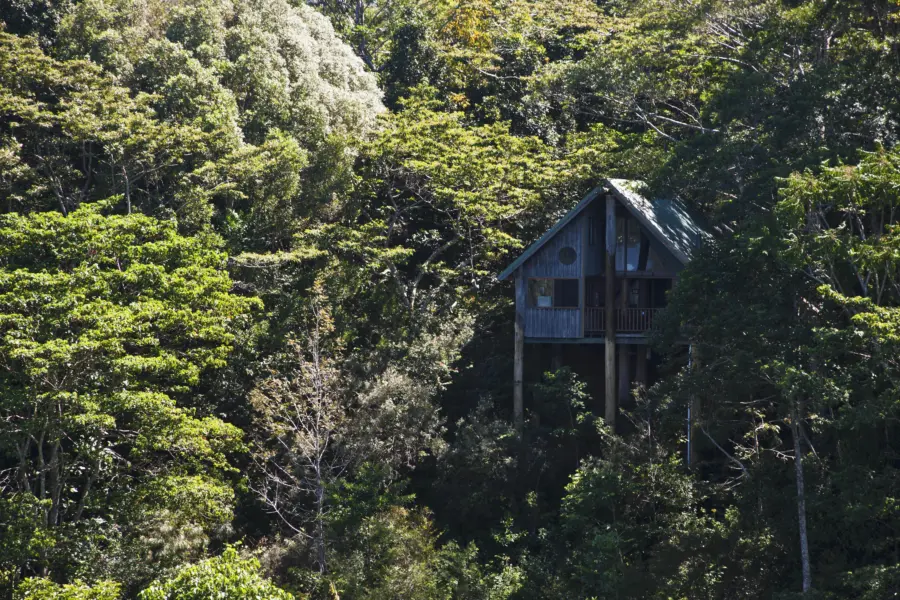Rose gums wilderness retreat tree house nestled in rainforest