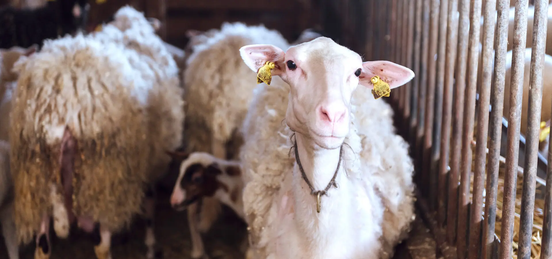 1767695926438mic8601