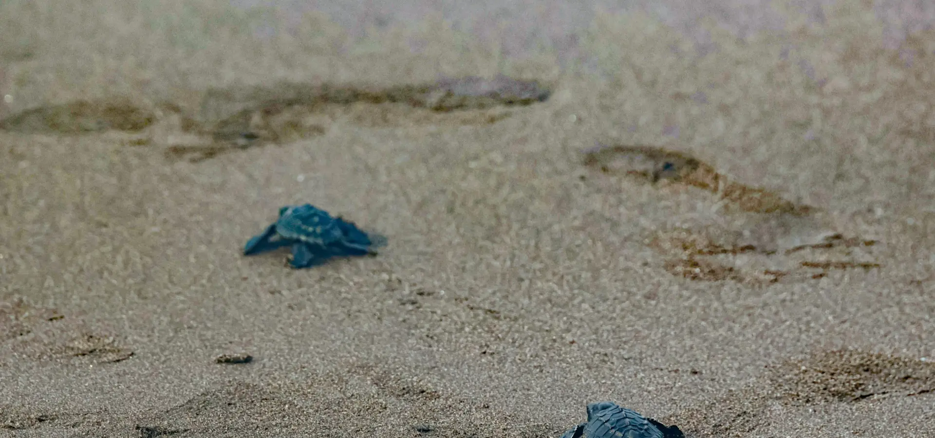 1789563844425meg von haartman levljpu99e0 unsplash