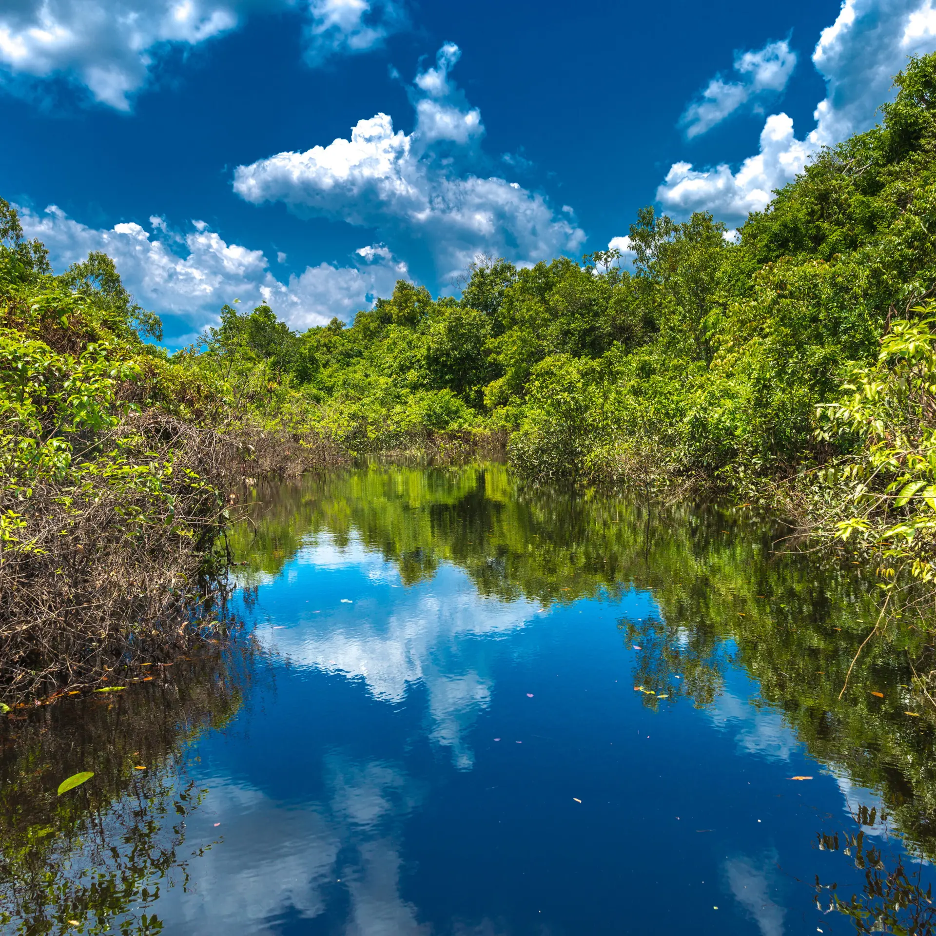Wetland in de amazone brazilie1