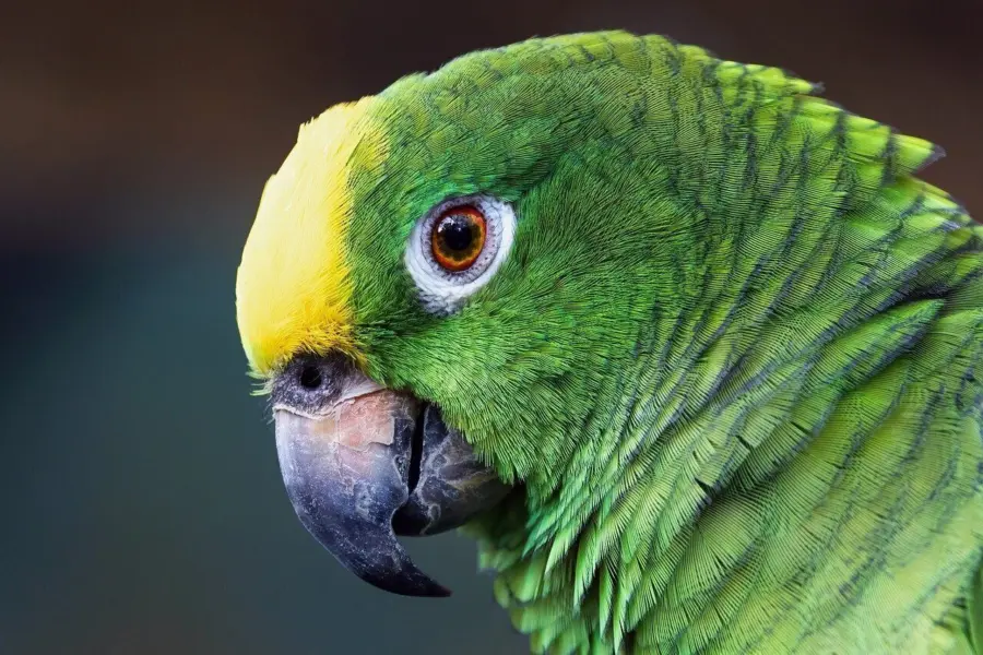 Parrot 9099001 1280