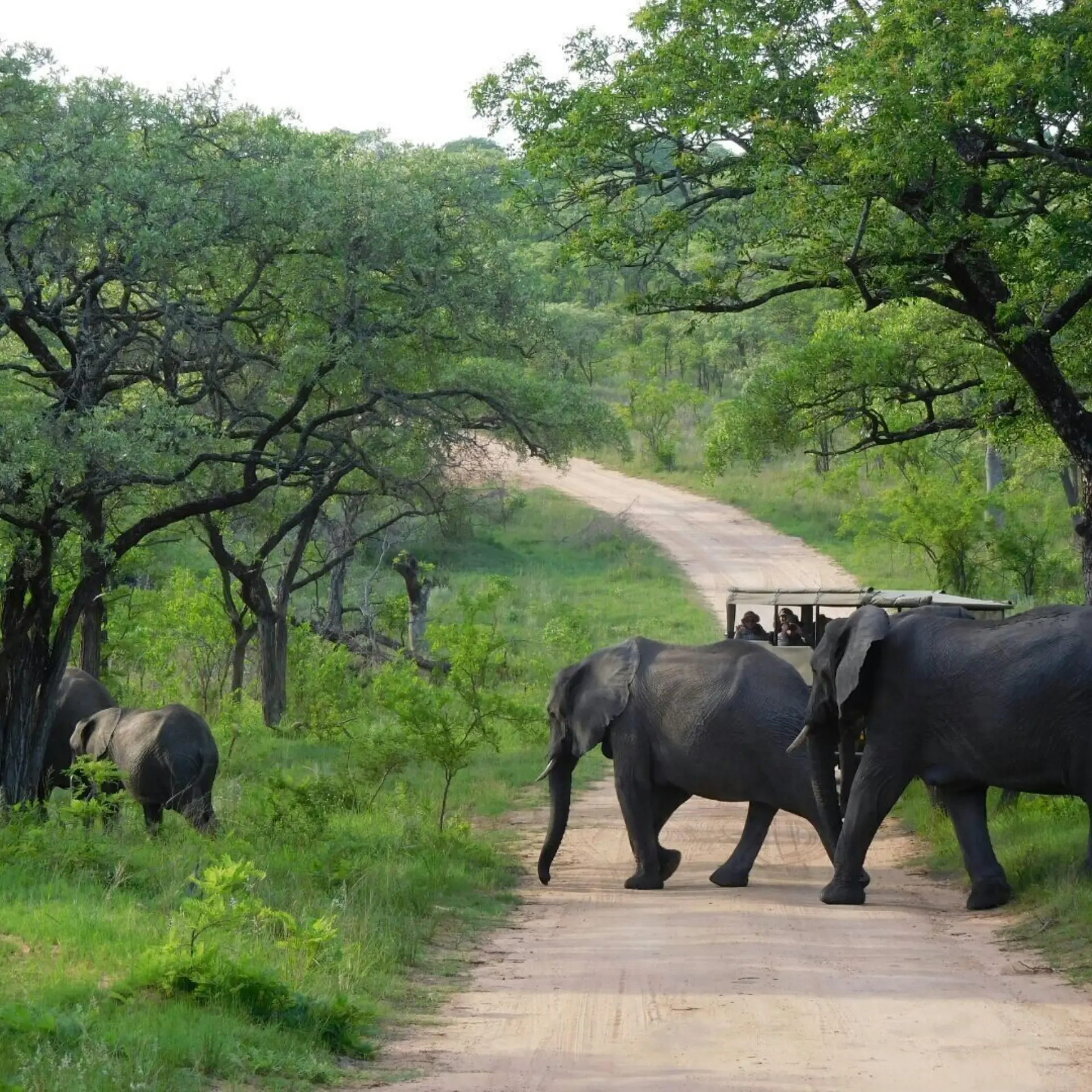 Kruger park