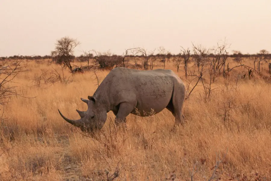 Elina palm vgxlxiowcea unsplash1