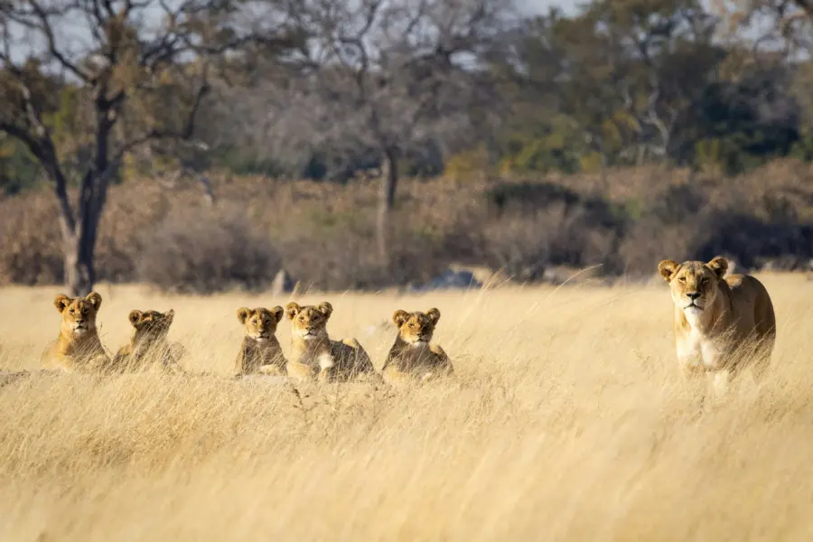 Ian mackey k4ssdtvznye unsplash1