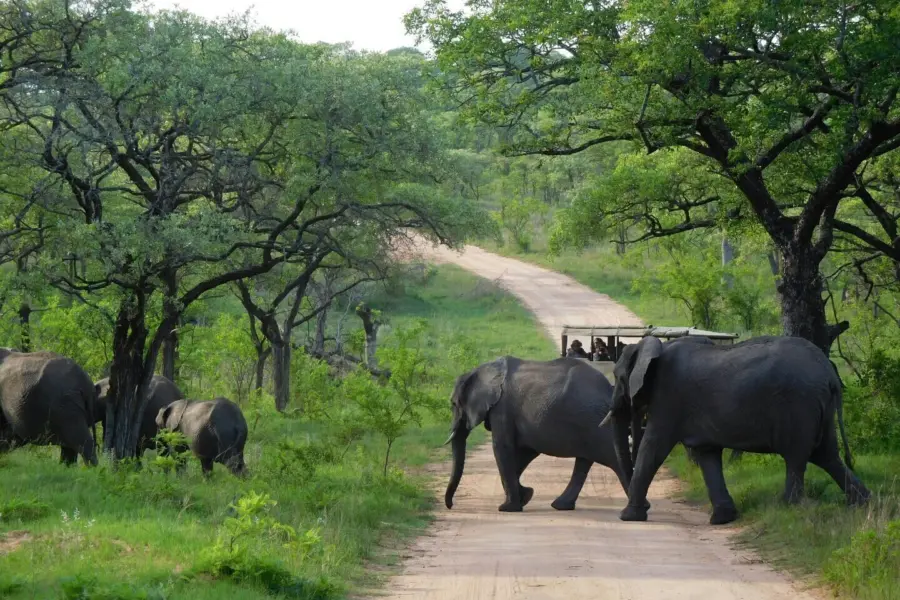 Kruger park