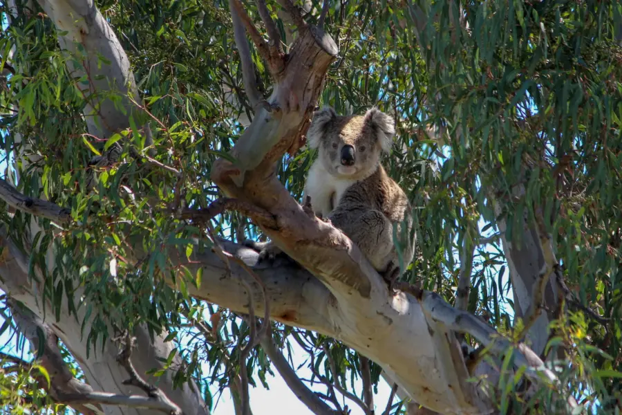 Edward wilson gis6rfr9clm unsplash