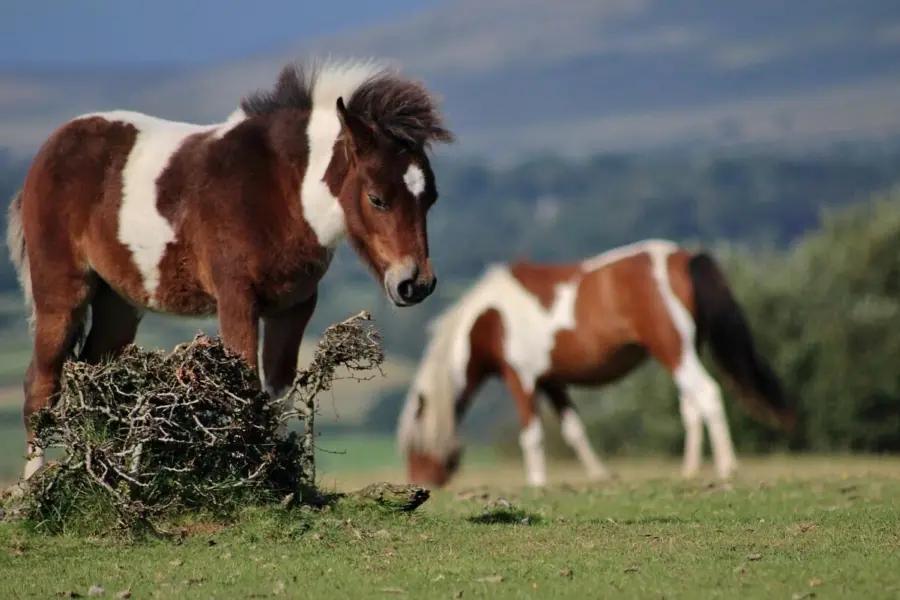 Milesl pony 26424501280