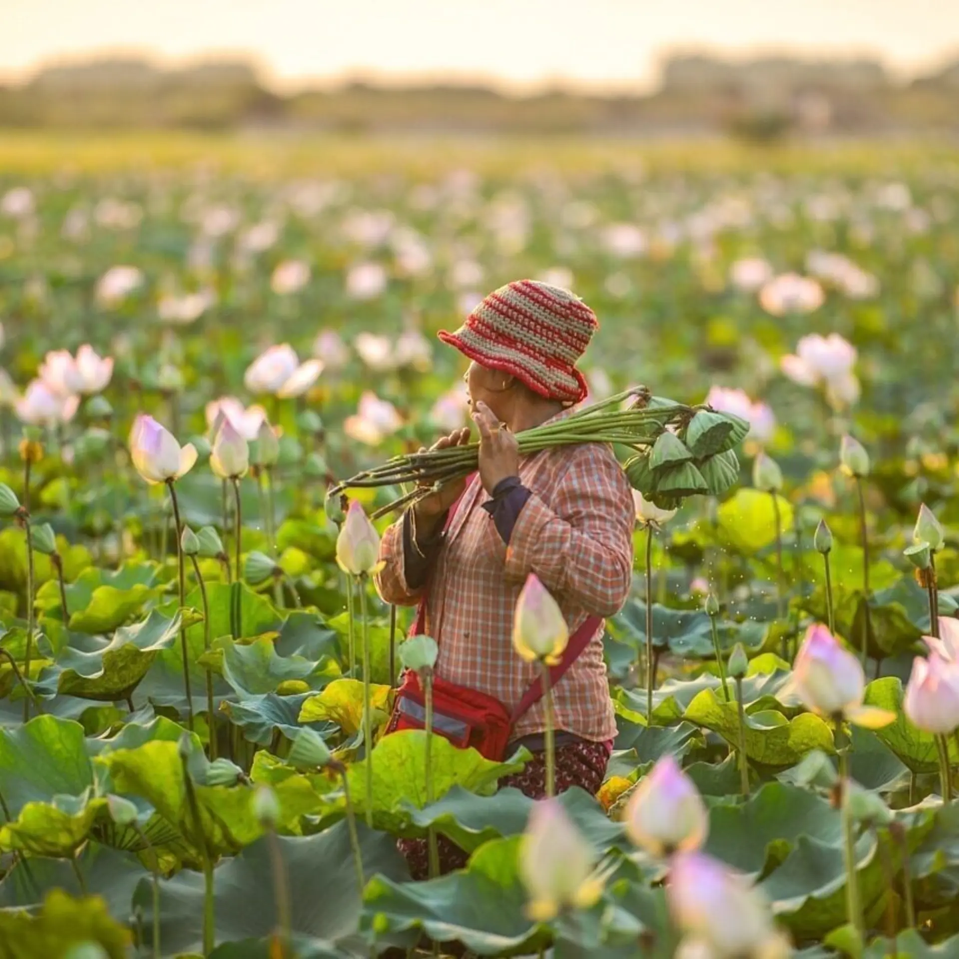 Lotus flowers g6a51a8a00 1280