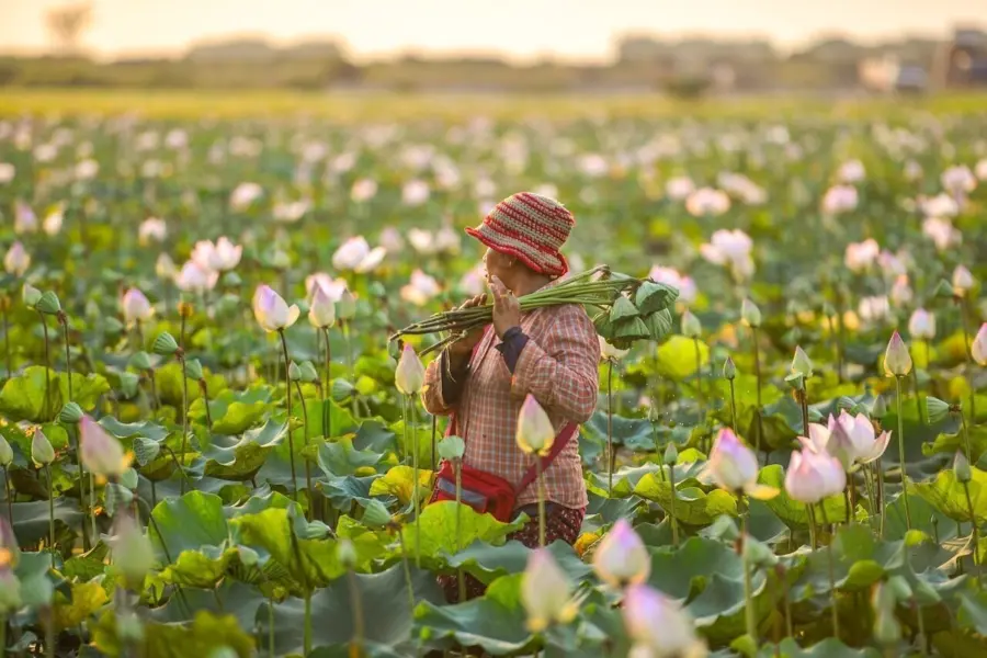 Lotus flowers g6a51a8a00 1280