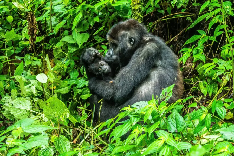 Johnny africa bdwnipexrvy unsplash