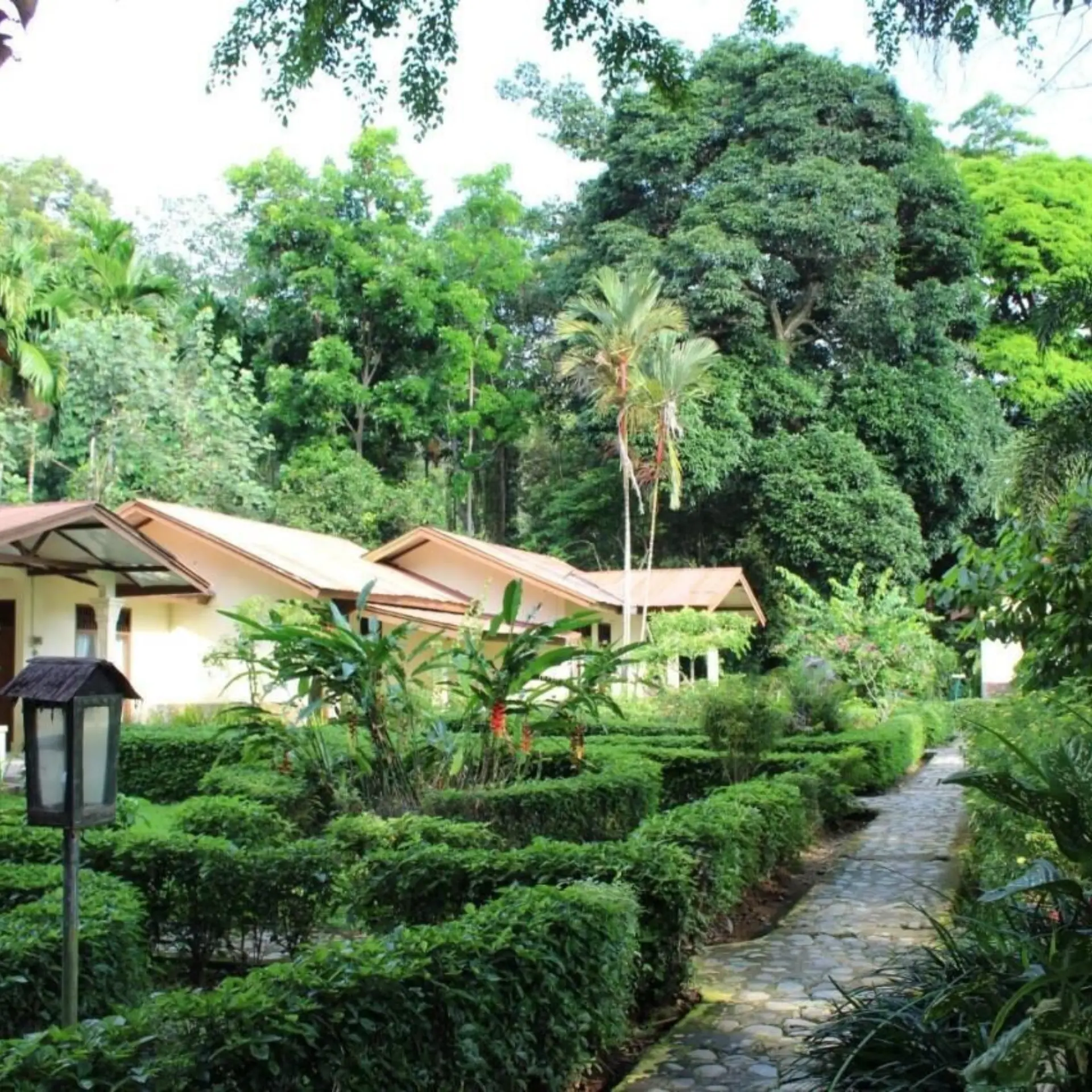 Ecolodge bukit lawang