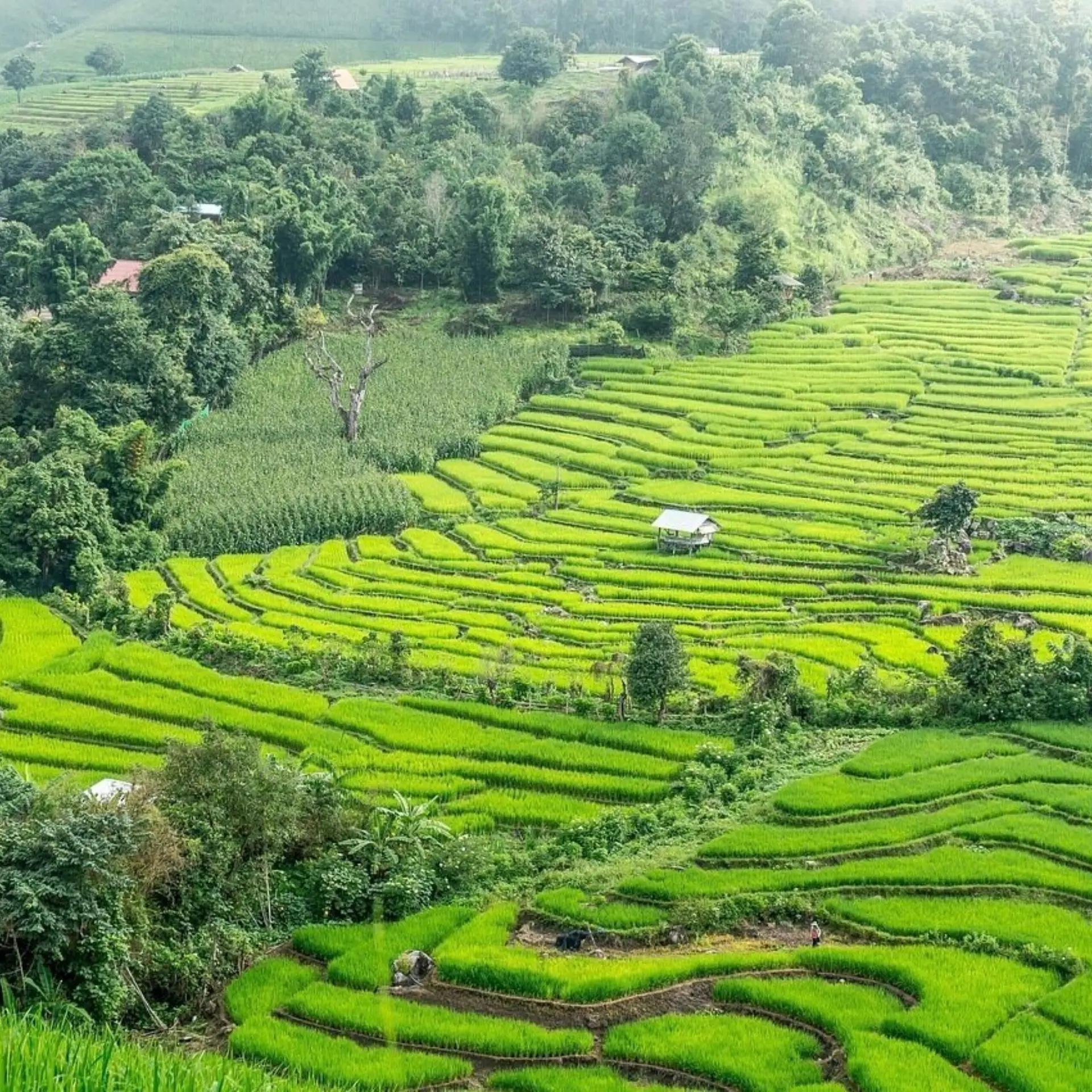 Rice terraces 22242641280