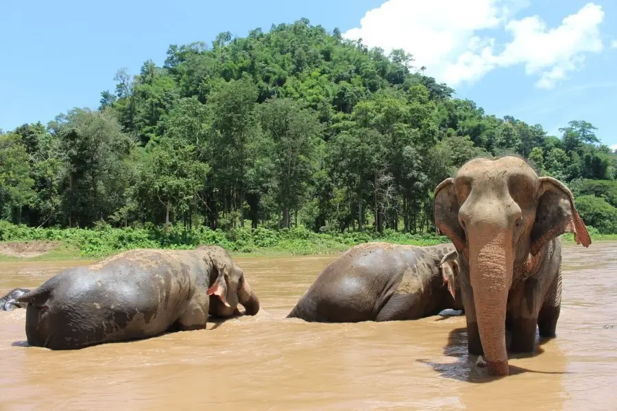Elephants 2647010 12801