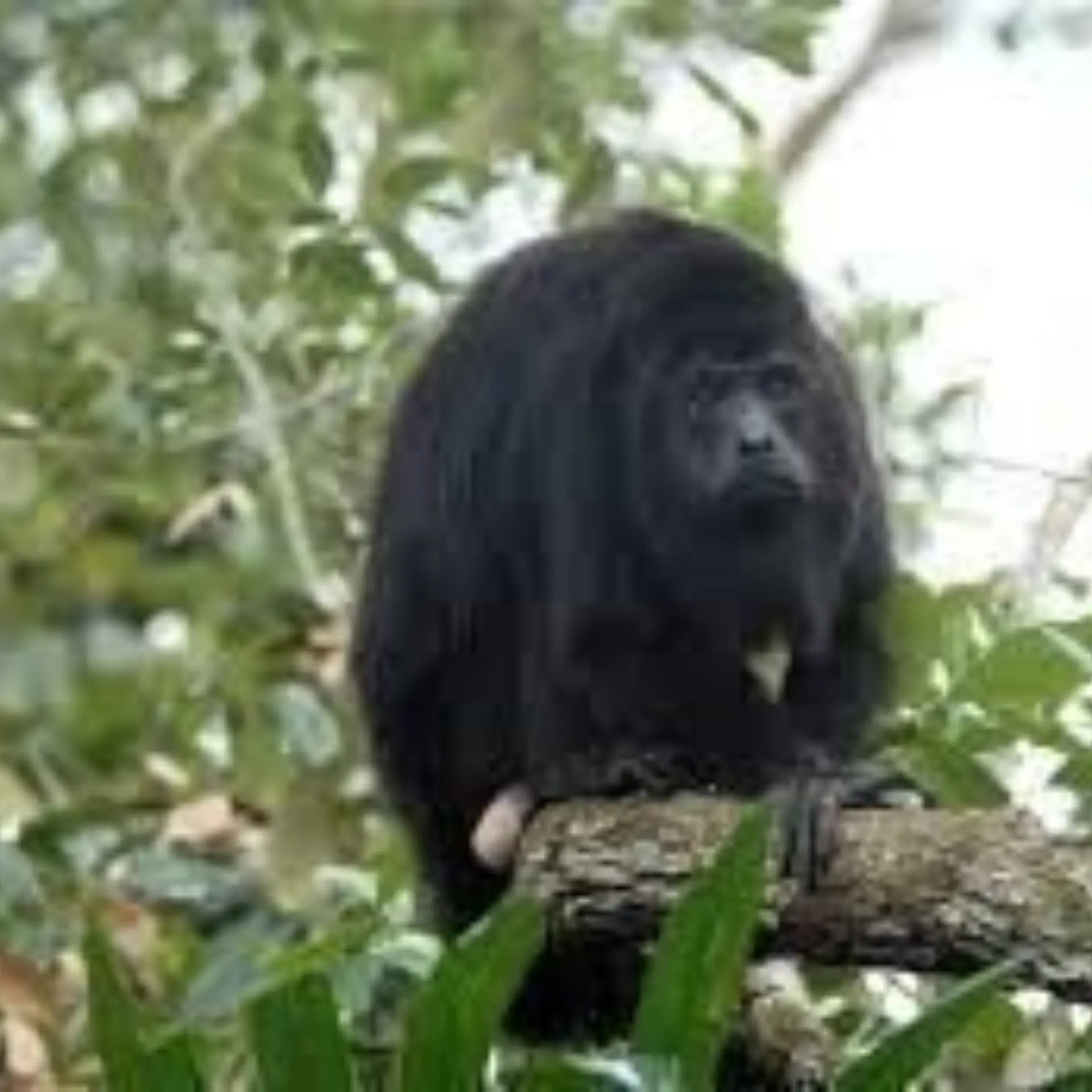 Howler monkey1