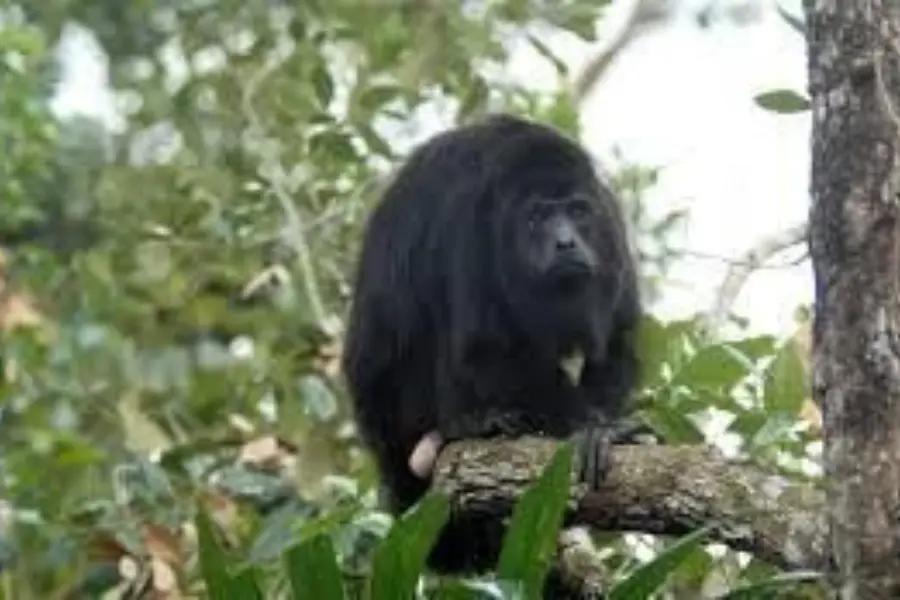 Howler monkey1