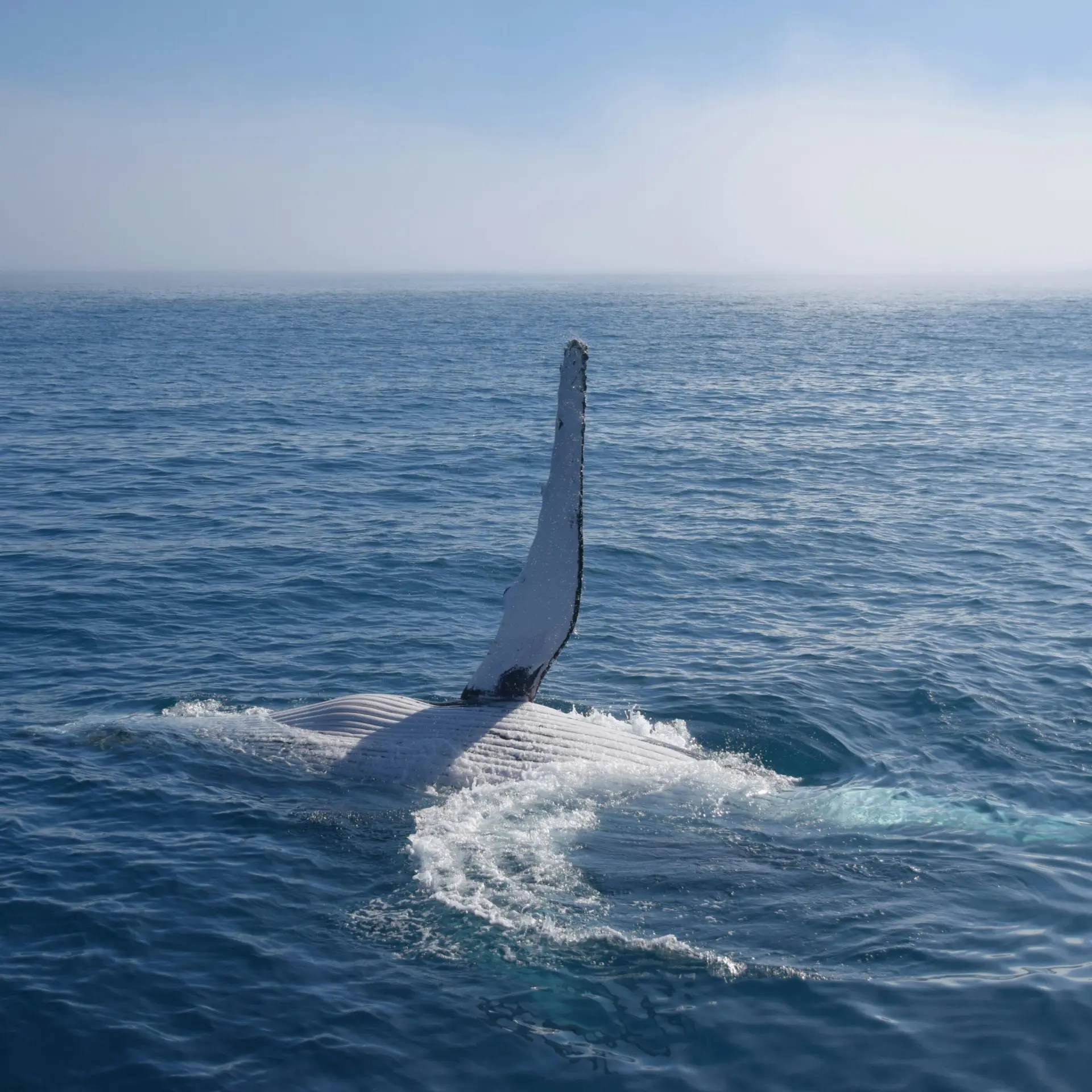 Sue rump hhpywsybke unsplash