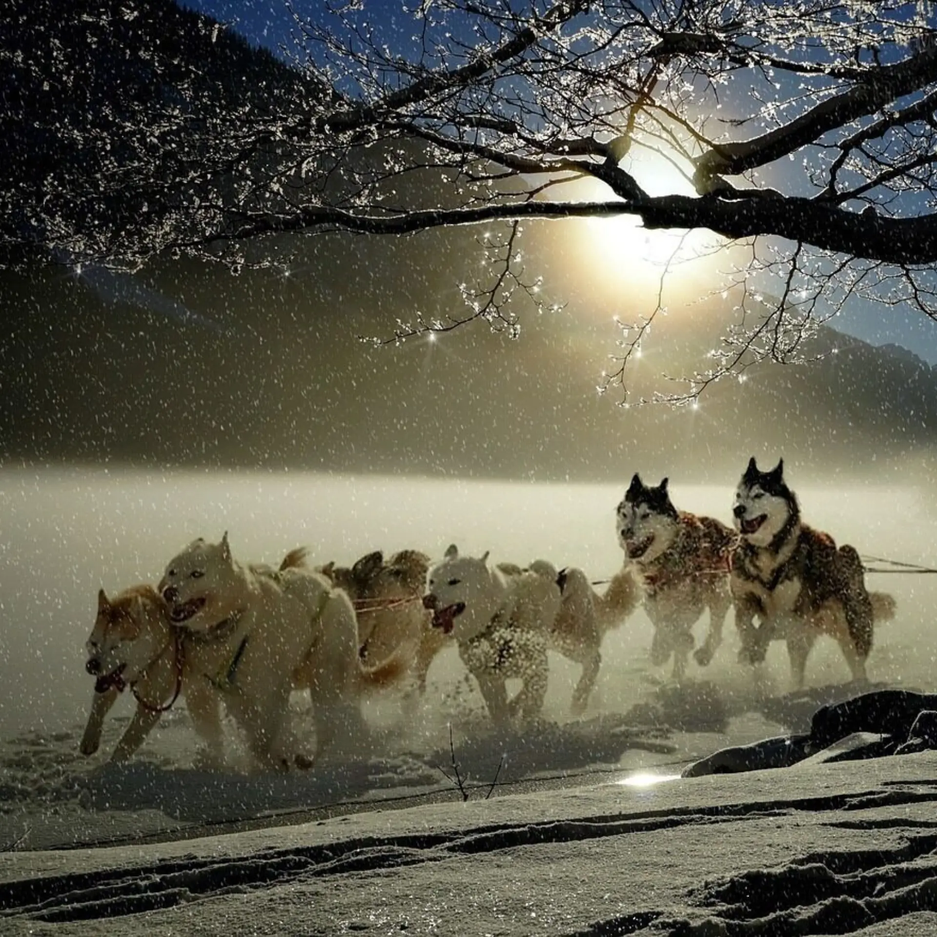 1762848471624dogs 29213821280