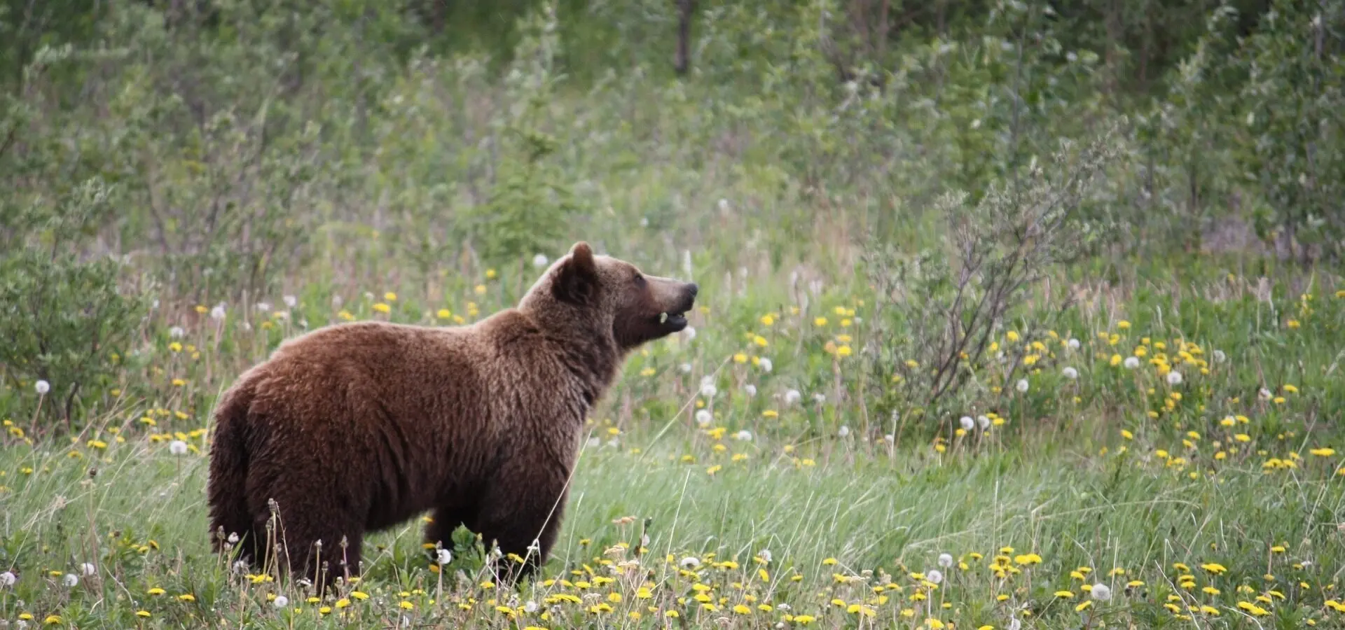 Grizzly g72052d3b2 1920