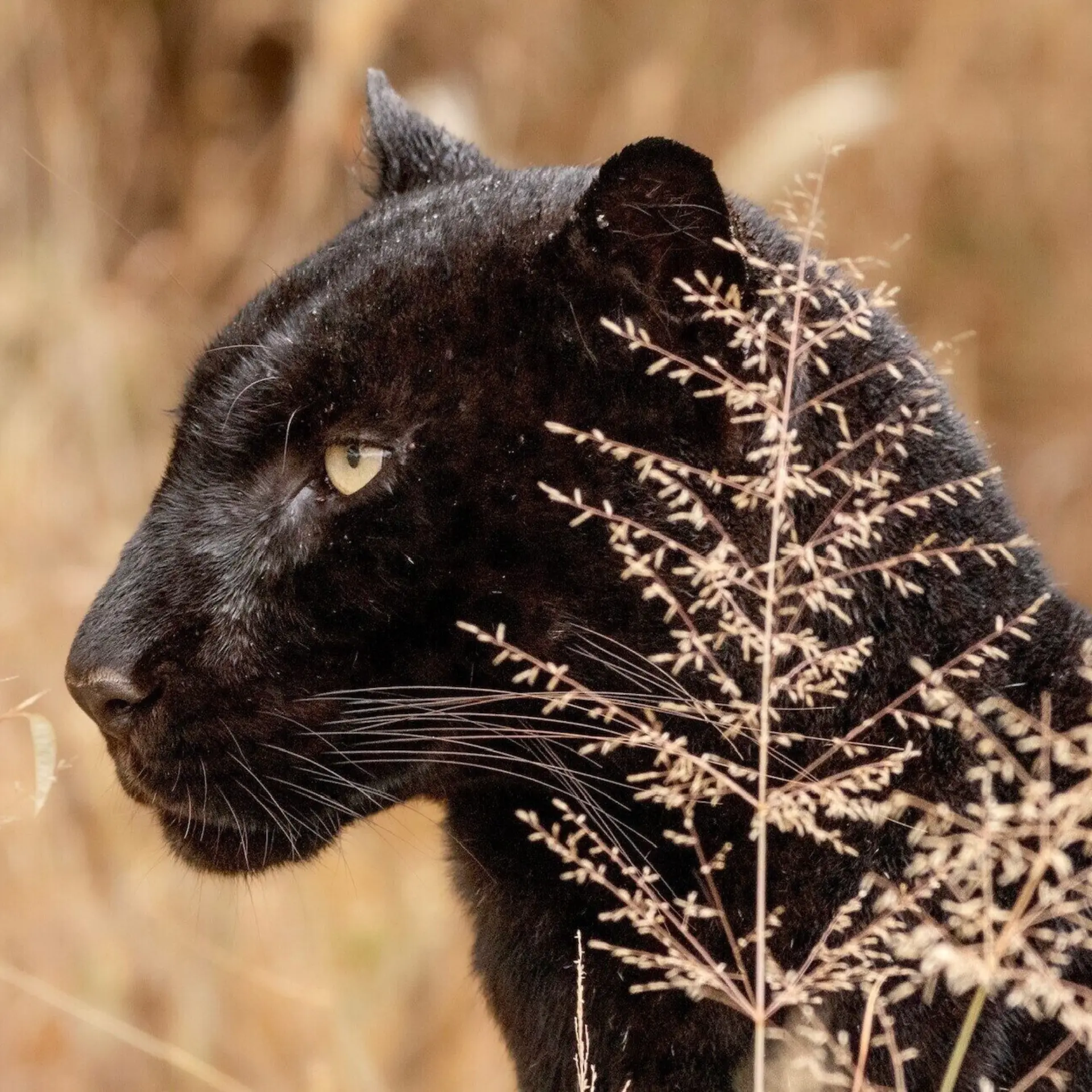1782288869719 ol gaboli black leopard