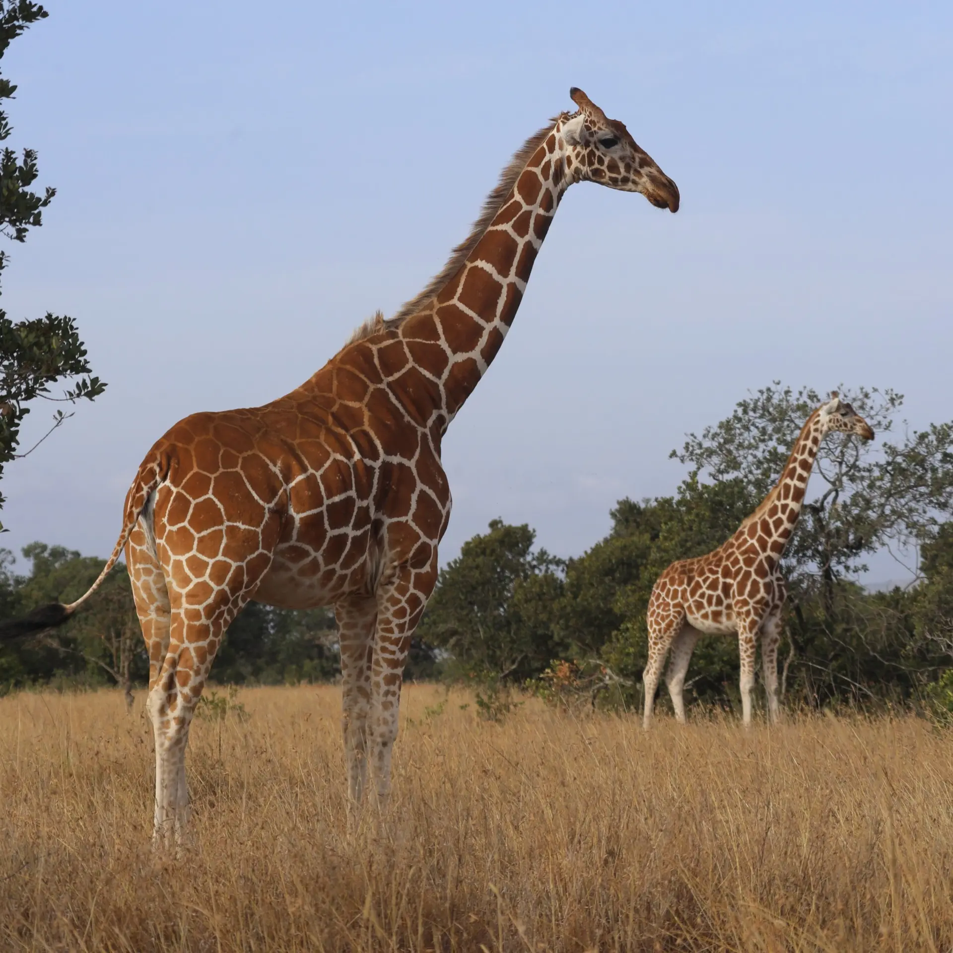 Ejakob giraffes 4468885