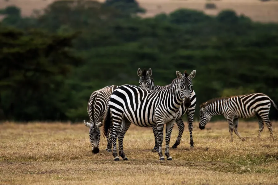 Agnethaa zebra 2849425